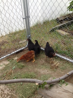 Our chicks