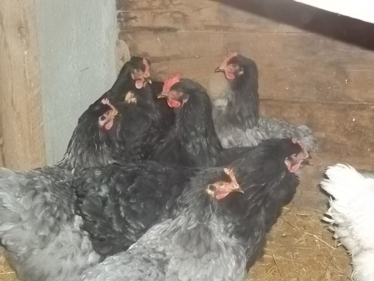 Our Cochins