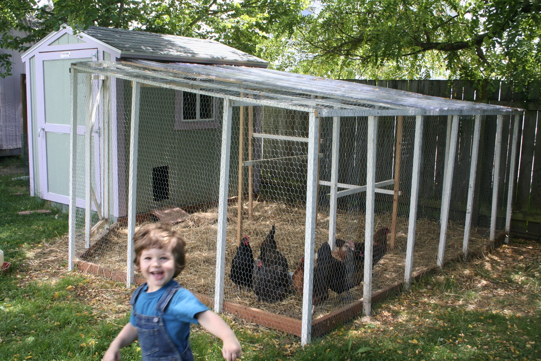 Our coop and run.
