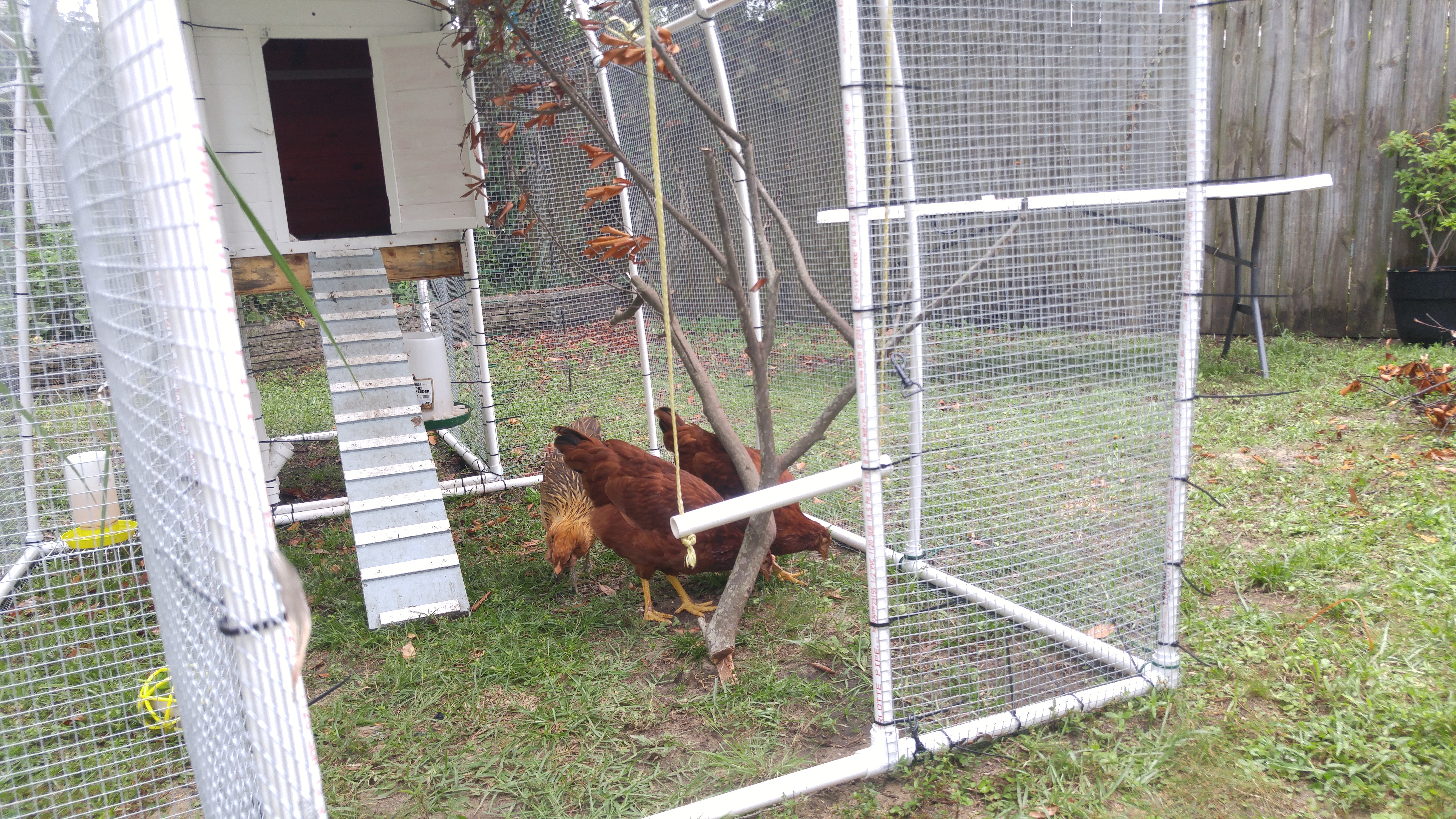 Our coop begins to evolve at this point. The girls were definitely outgrowing it, but we needed it to last a bit longer.