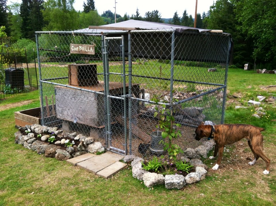 Our Coop De Villa, currently under contruction.  We stll need to add the roof, and have plans to construct a new chicken house, as the current one was thrown together as a temporary solution.