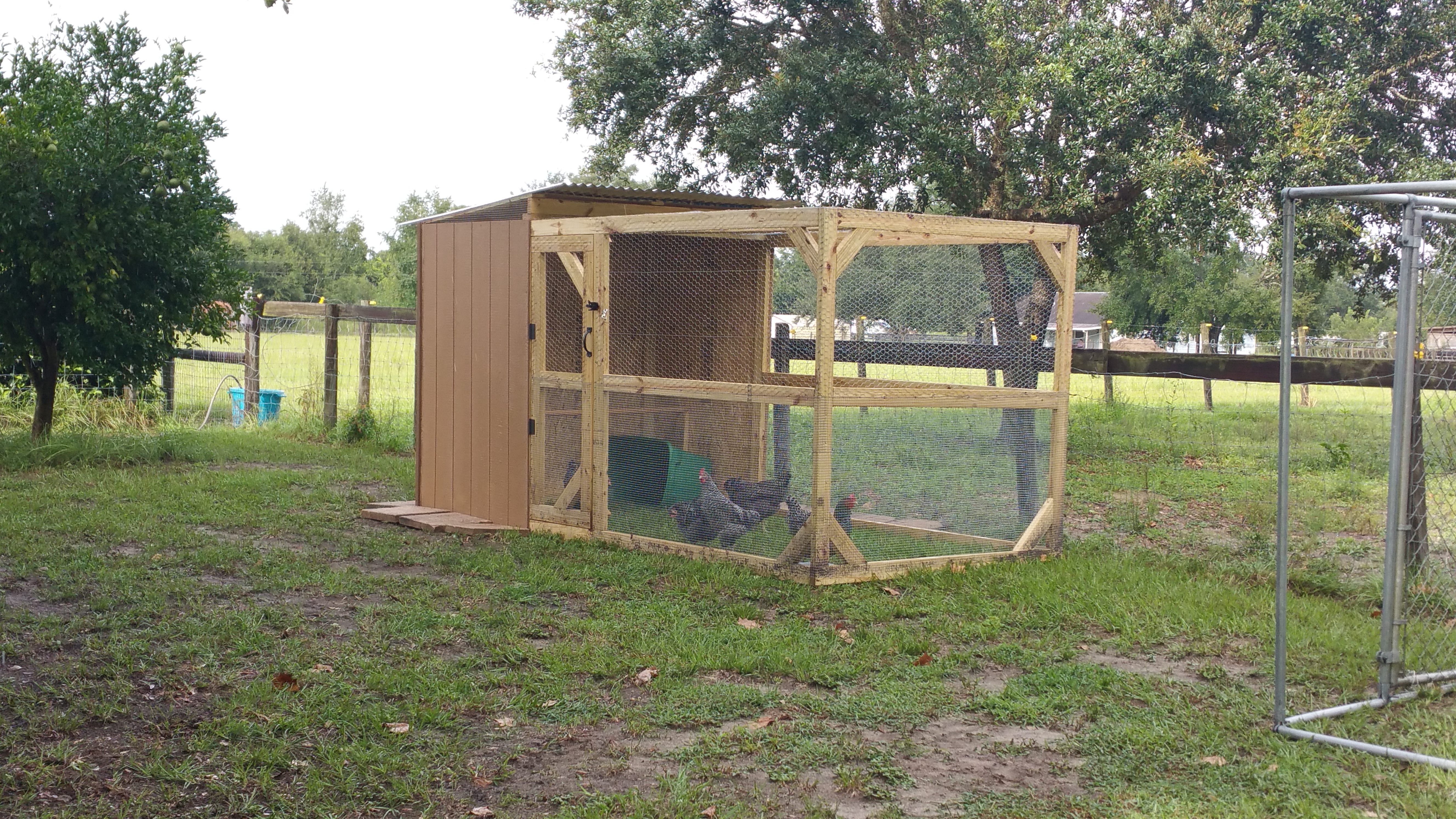 Our coop is still in progress of being completed, nest box is almost finished, the front of the enclosed part has been almost completely closed in since this photo was taken, a PVC feeder has been installed inside and a 2x4 roost, another to be added later once we are finished working inside the coop.  Electric wire will also surround the coop along with a wire apron, right now we have a temporary apron around it. An automatic waterer has been ordered along with colored leg bands for the hens and 1,000 live meal worms to start a mealworm colony. Fodder system to be created in the future. Chickens will be free ranged in the horse pasture, a chicken door will be installed for this purpose later.