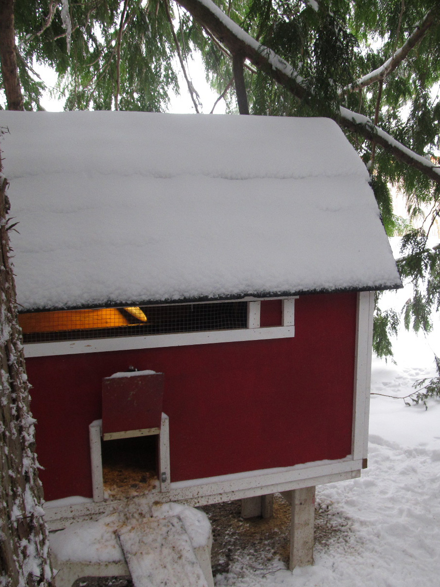 our coop under the cedar