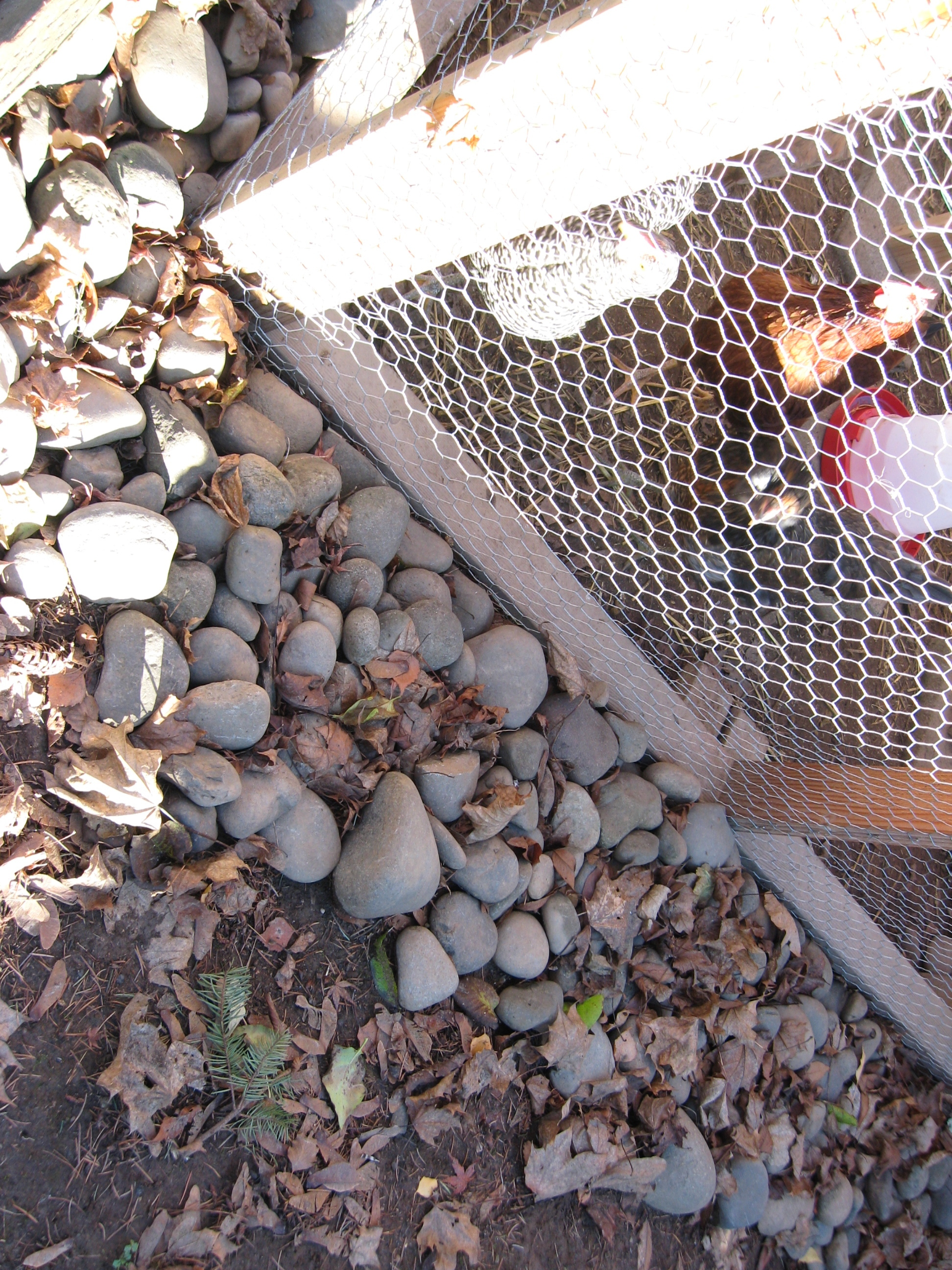 Our coop wire runs about 1 foot out in a trench that we dug all the way around and then the wire was covered with stones to prevent any animal from digging under the coop and run