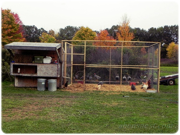 Our coop with run and rabbit hutch on front