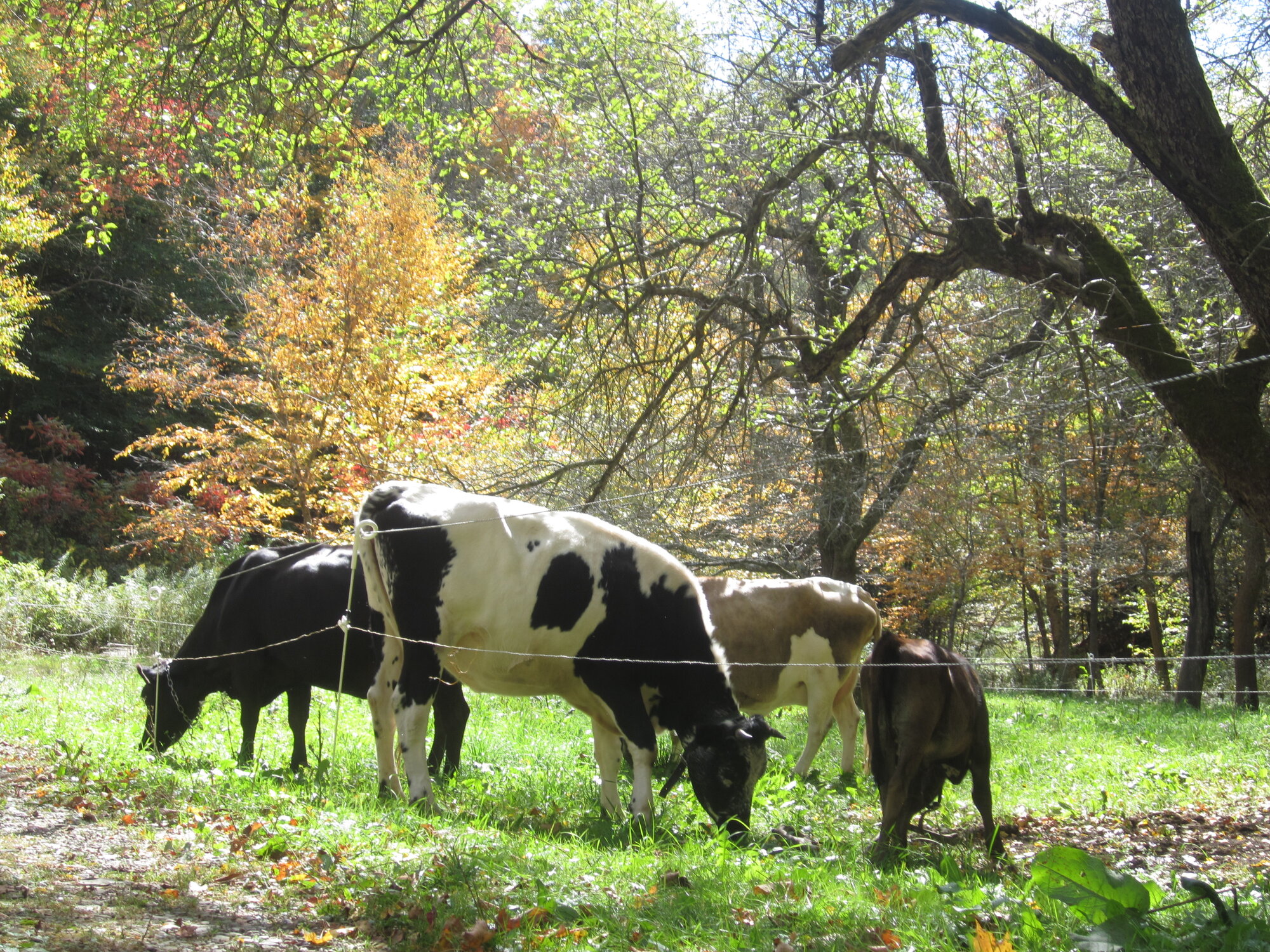our cows grazing