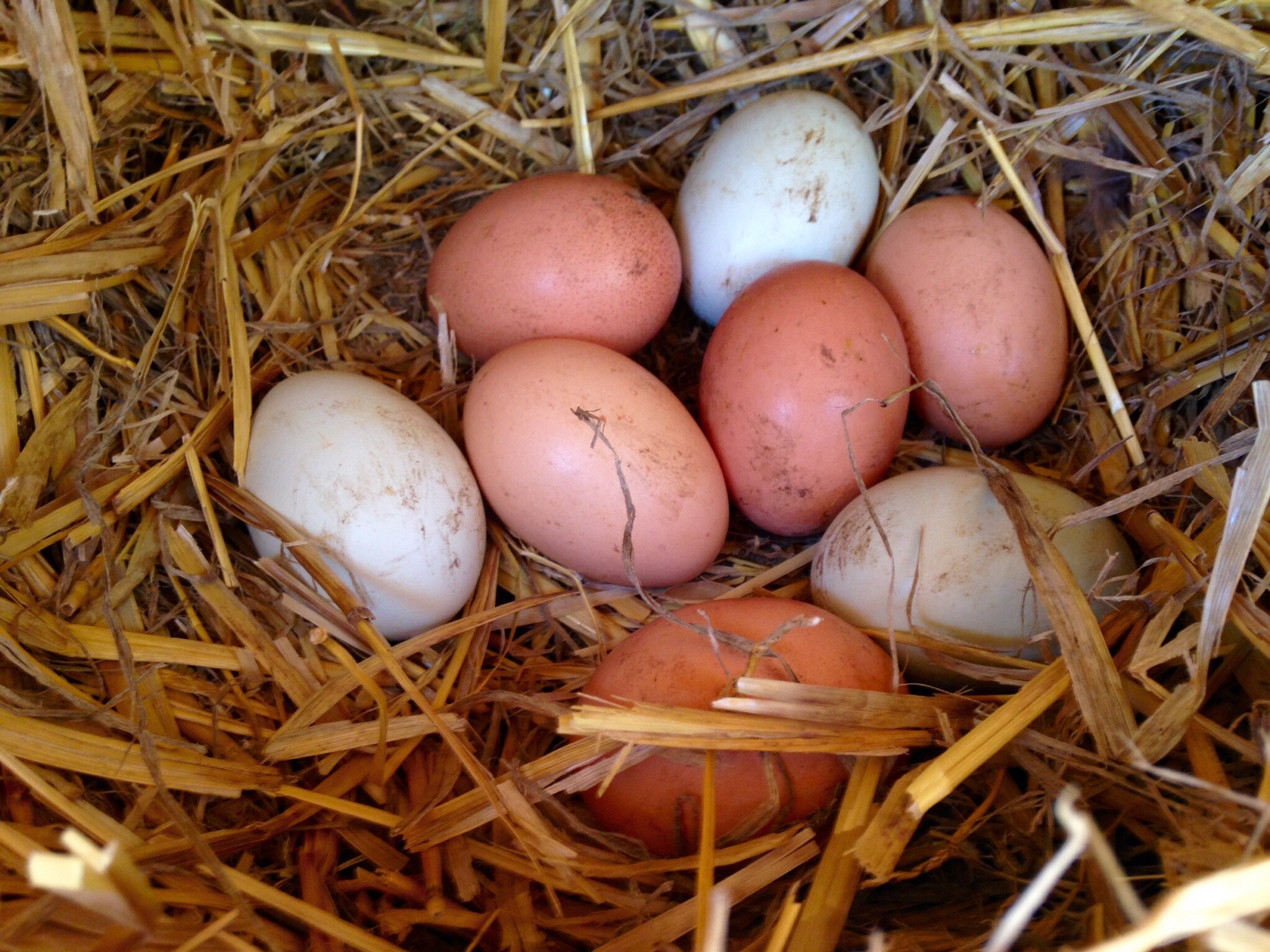 Our Dark Cornish (Mamacita) was given 8 eggs from our mixed flocking 05/12/15.