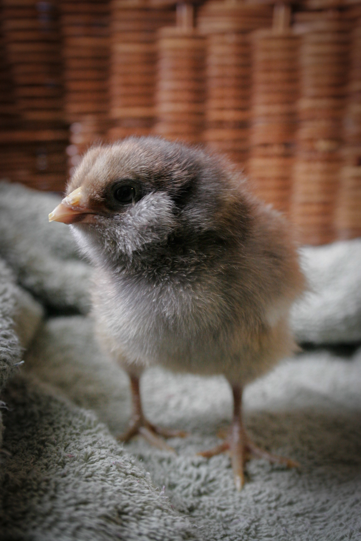 Our darkest chick, Octavia. Such a sweet little girl. She runs around the most and loves sitting on the little log I put in there. (5 days old.)