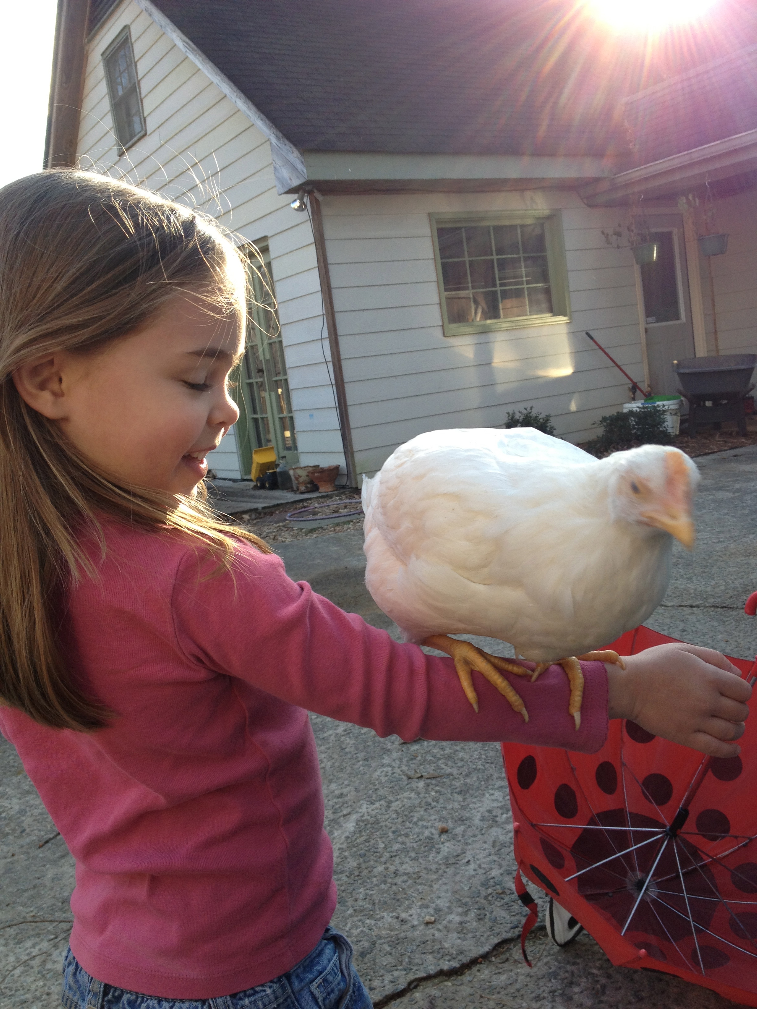 Our daughter Ella and very first hen, Nugget.  We think she is an Amber star.  Very sweet and friendly.
