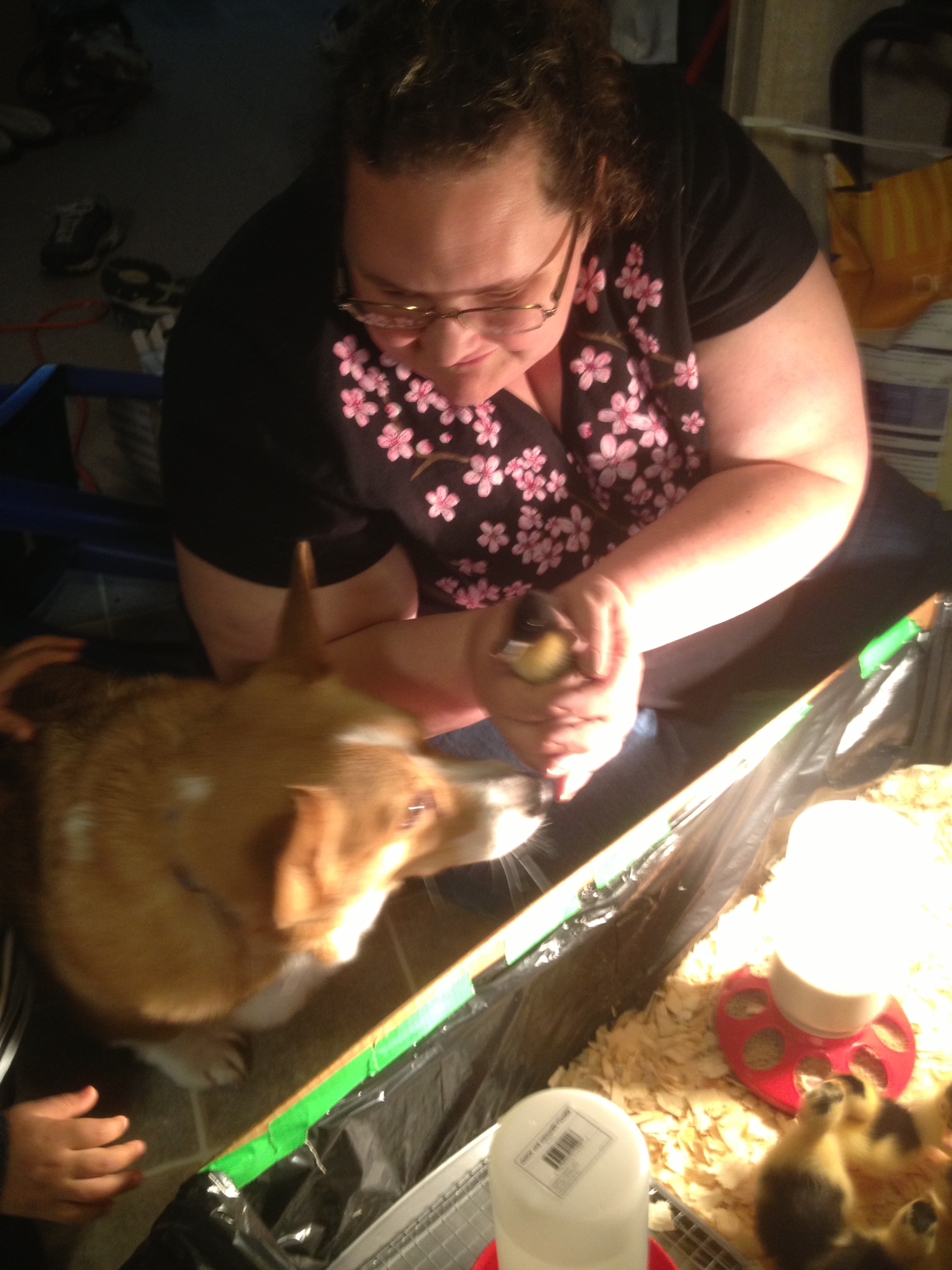 Our dog - Boudreaux, a Welsh Corgi - checking out the new babies