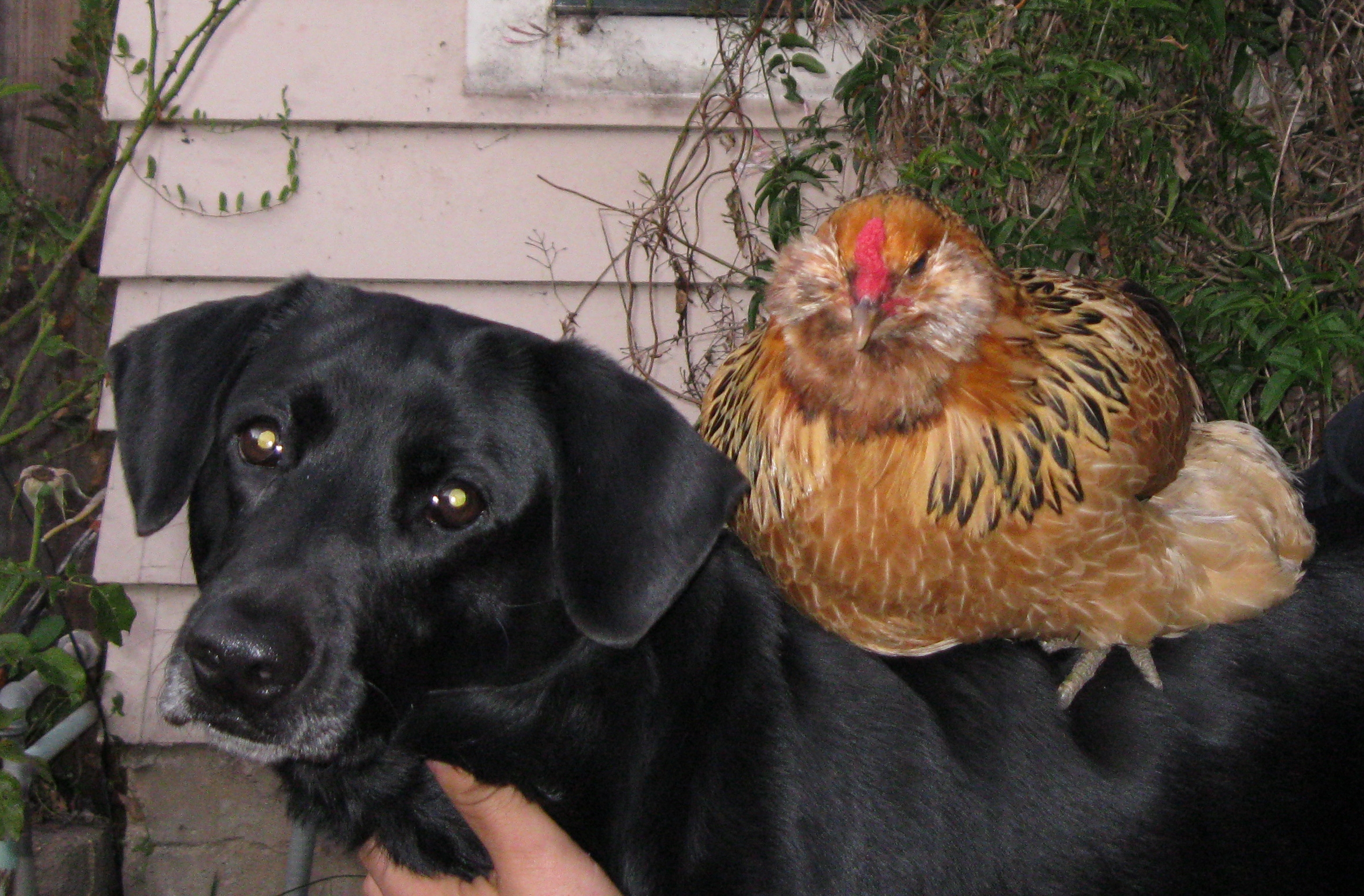 Our dog Noodle and Rose my fat little EE. Noodle and Buddy, her brother, are now very protective of the girls after the attack and will attack a dog if they try to go after our girls.