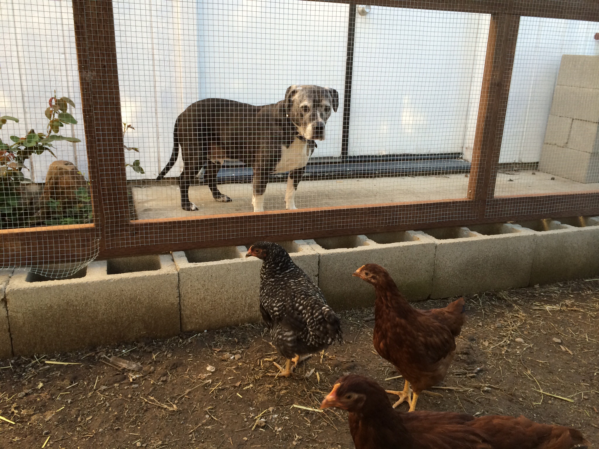 Our dogs checking out the chicks