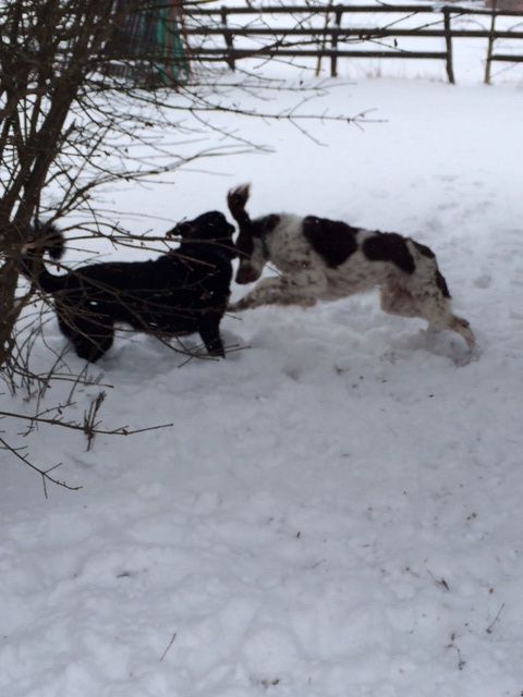 Our dogs playing.  This was just so cute, I had to put it on here!