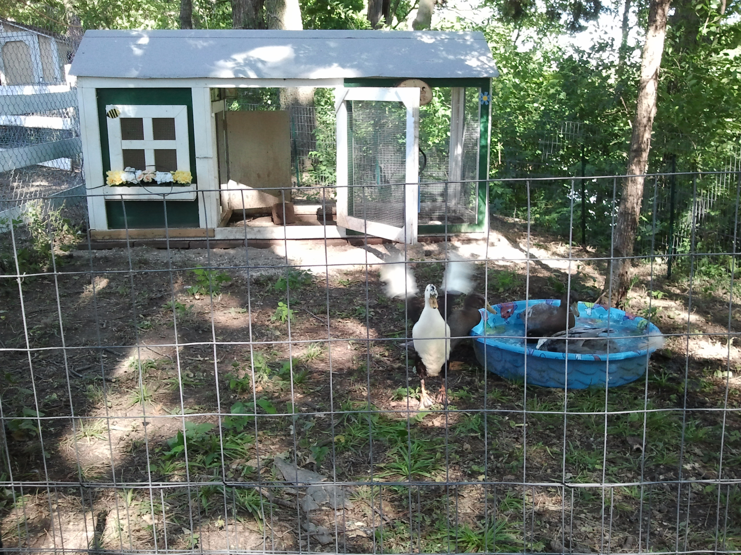 Our duck area
