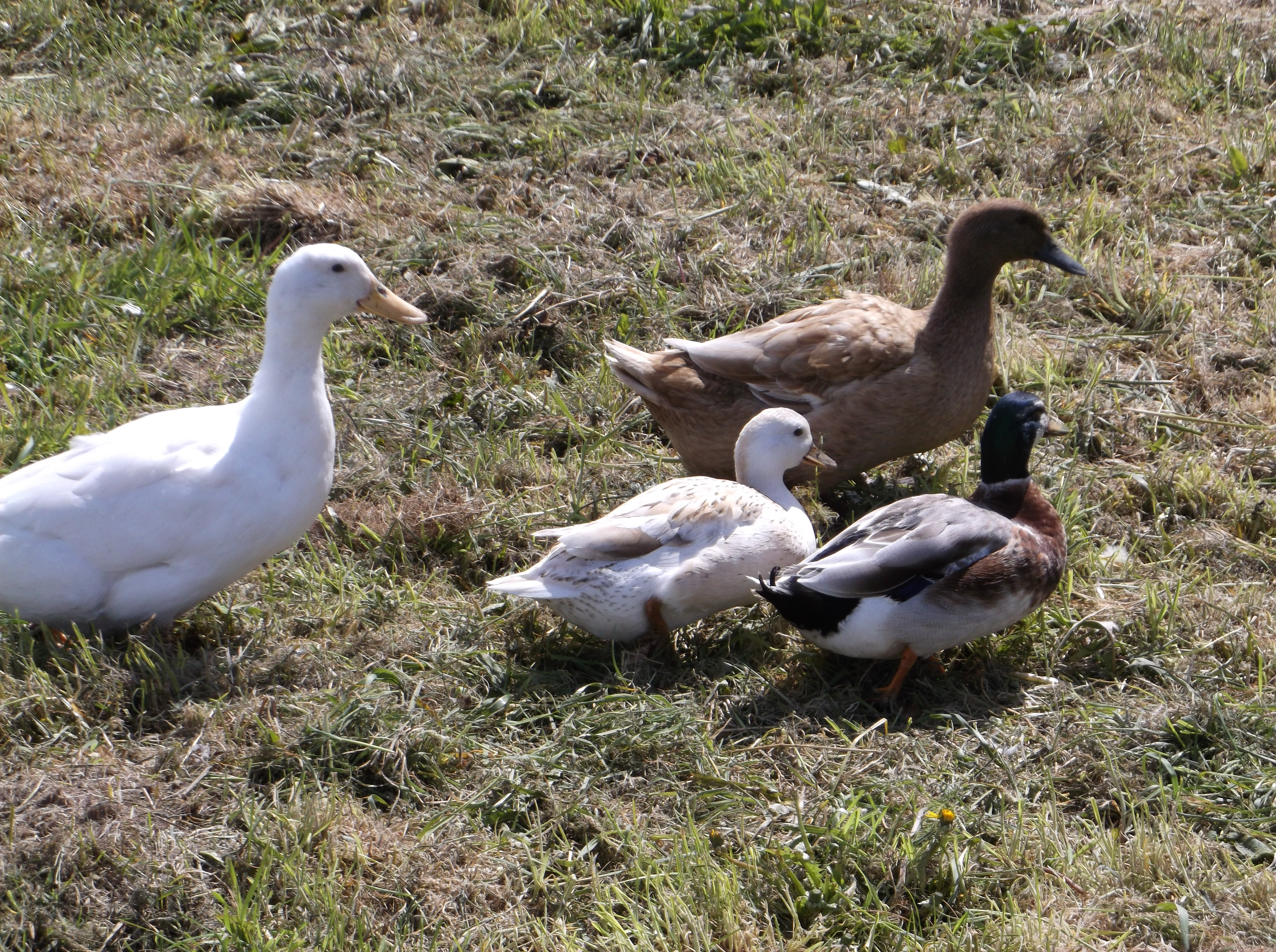 Our duckies, one aylesbury, two miniature Silver Appleyards, and two Khaki Campbells.