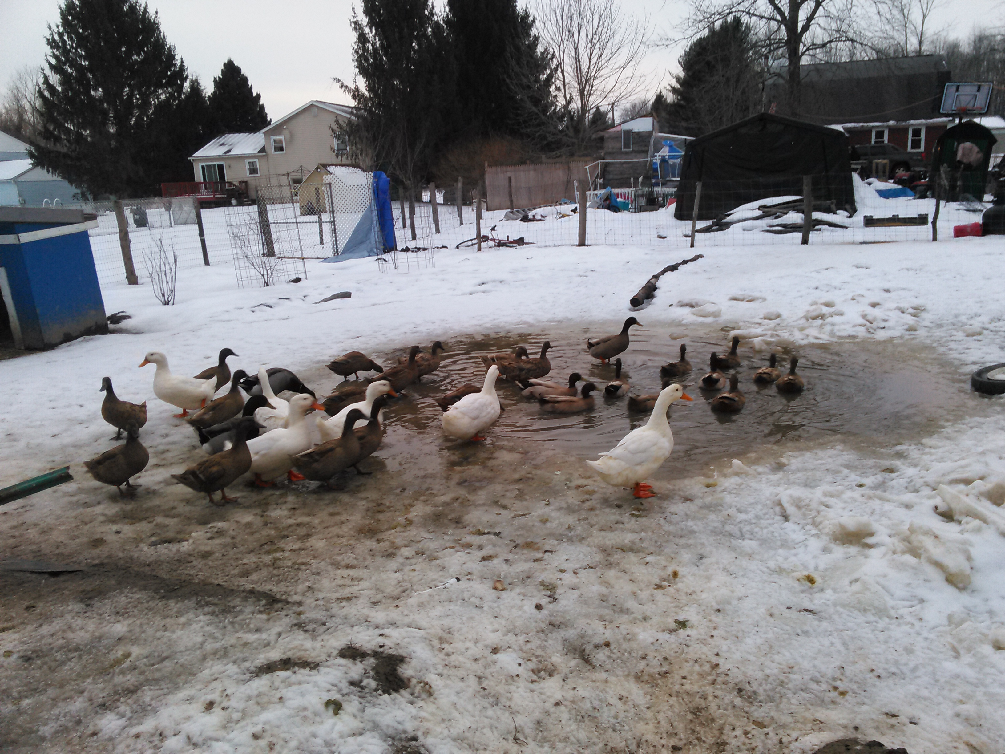 our ducks
