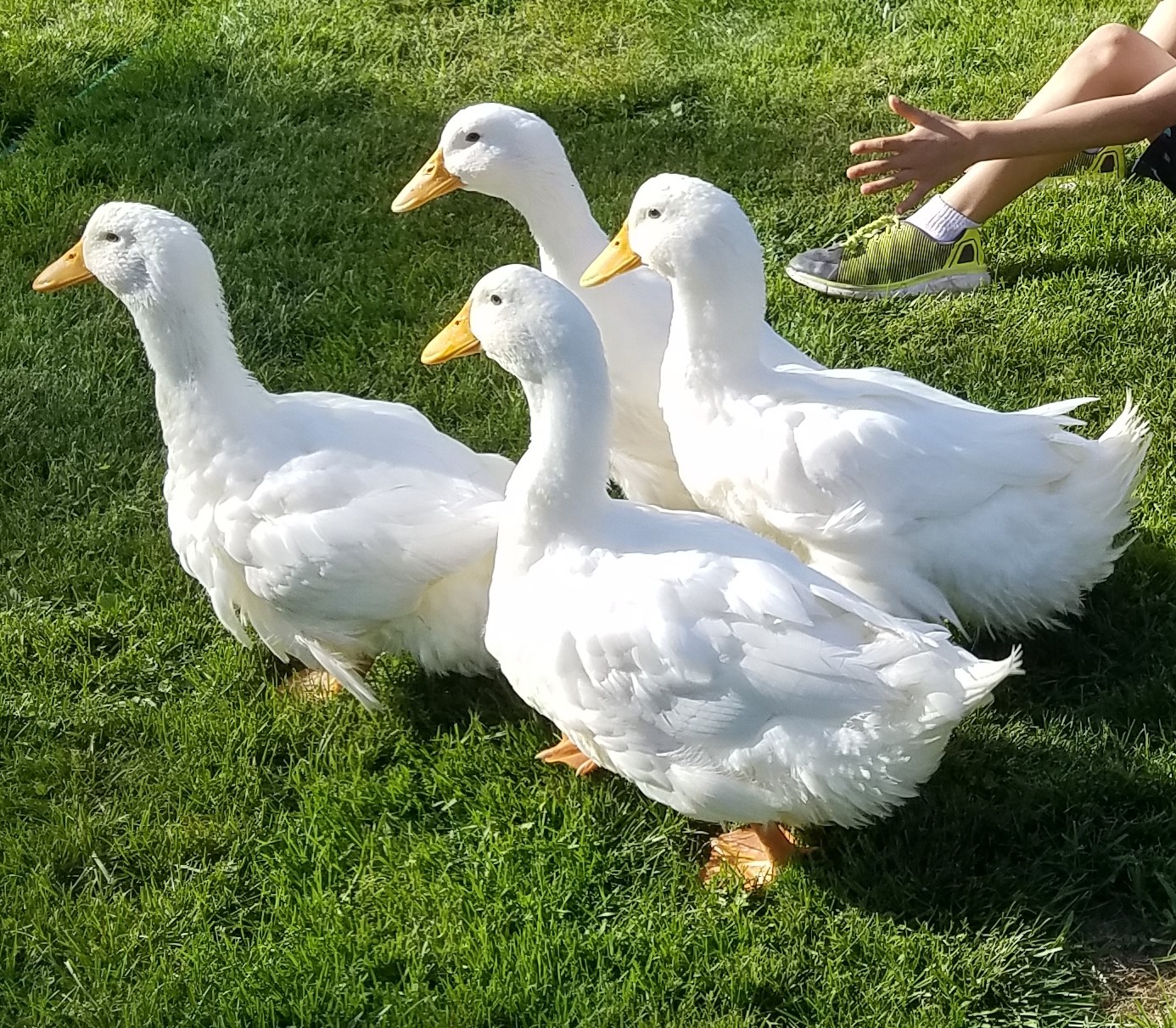 Our Ducks