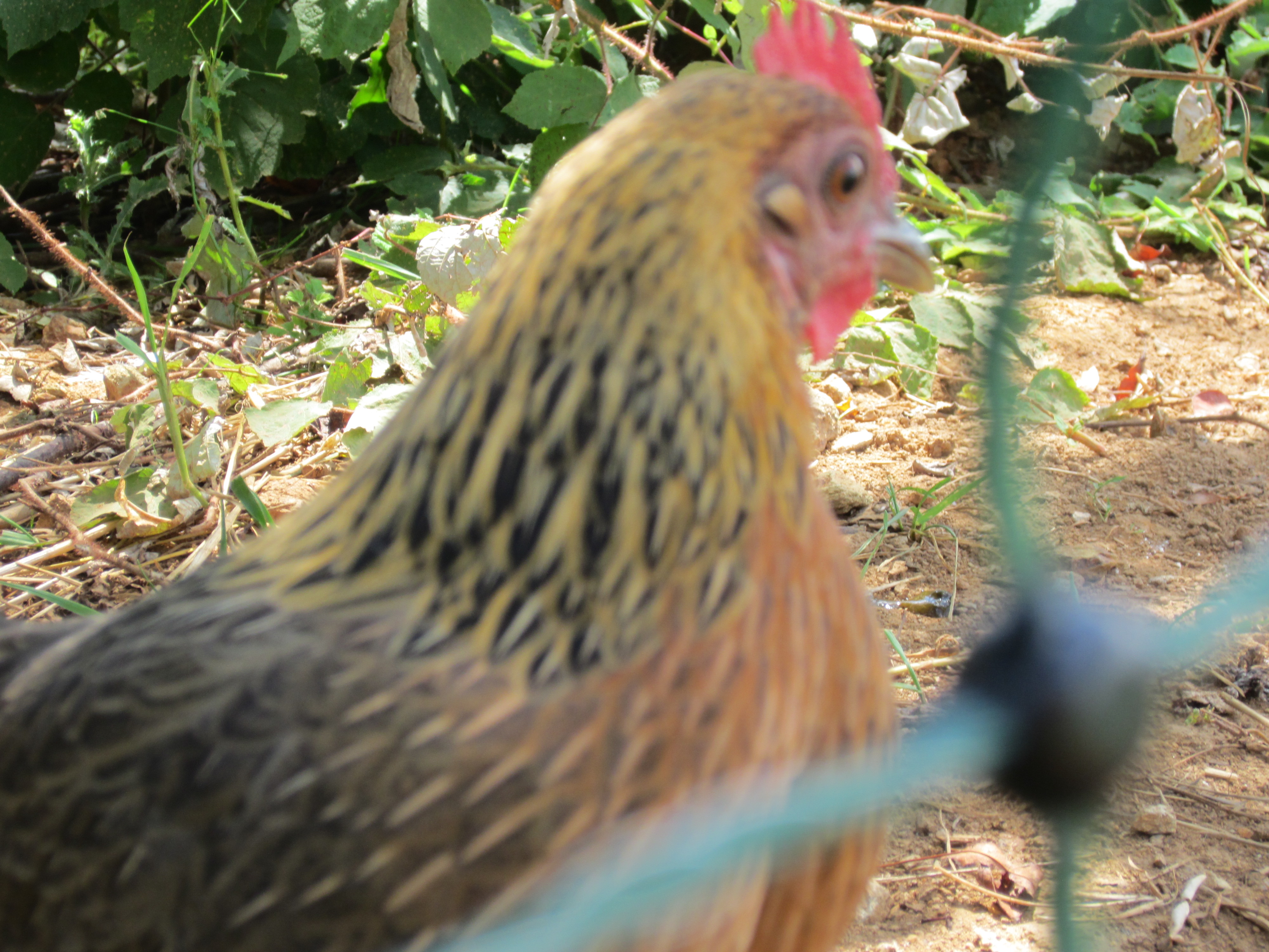 Our Dutch Bantam, we just call her Bantam. She is feisty and will fly up on your shoulder if and when she wants to. She is very broody, and has hatched out two batches of chicks. She turned one year old in March.