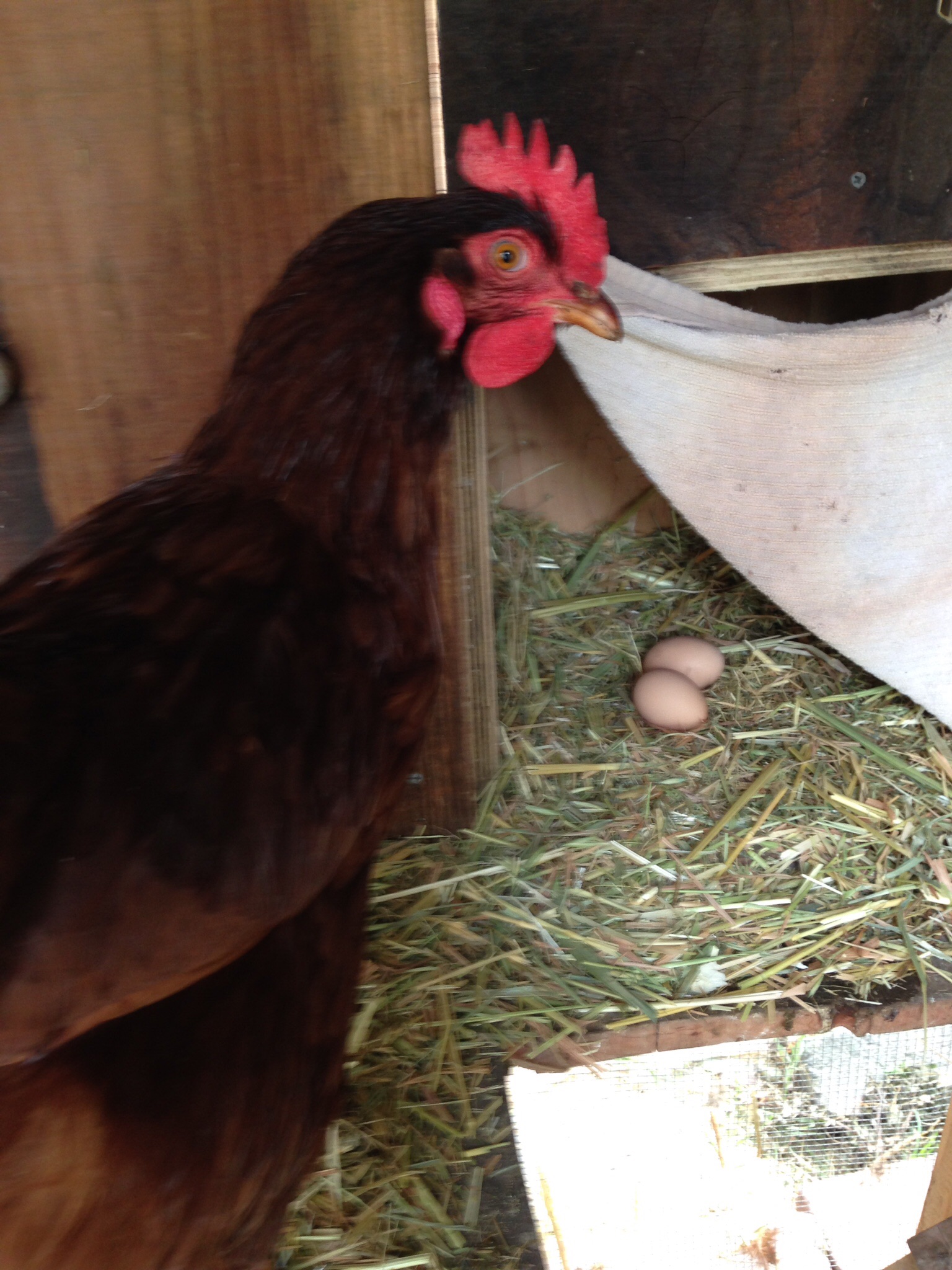 Our Easter Egg Hunt - nothing better!