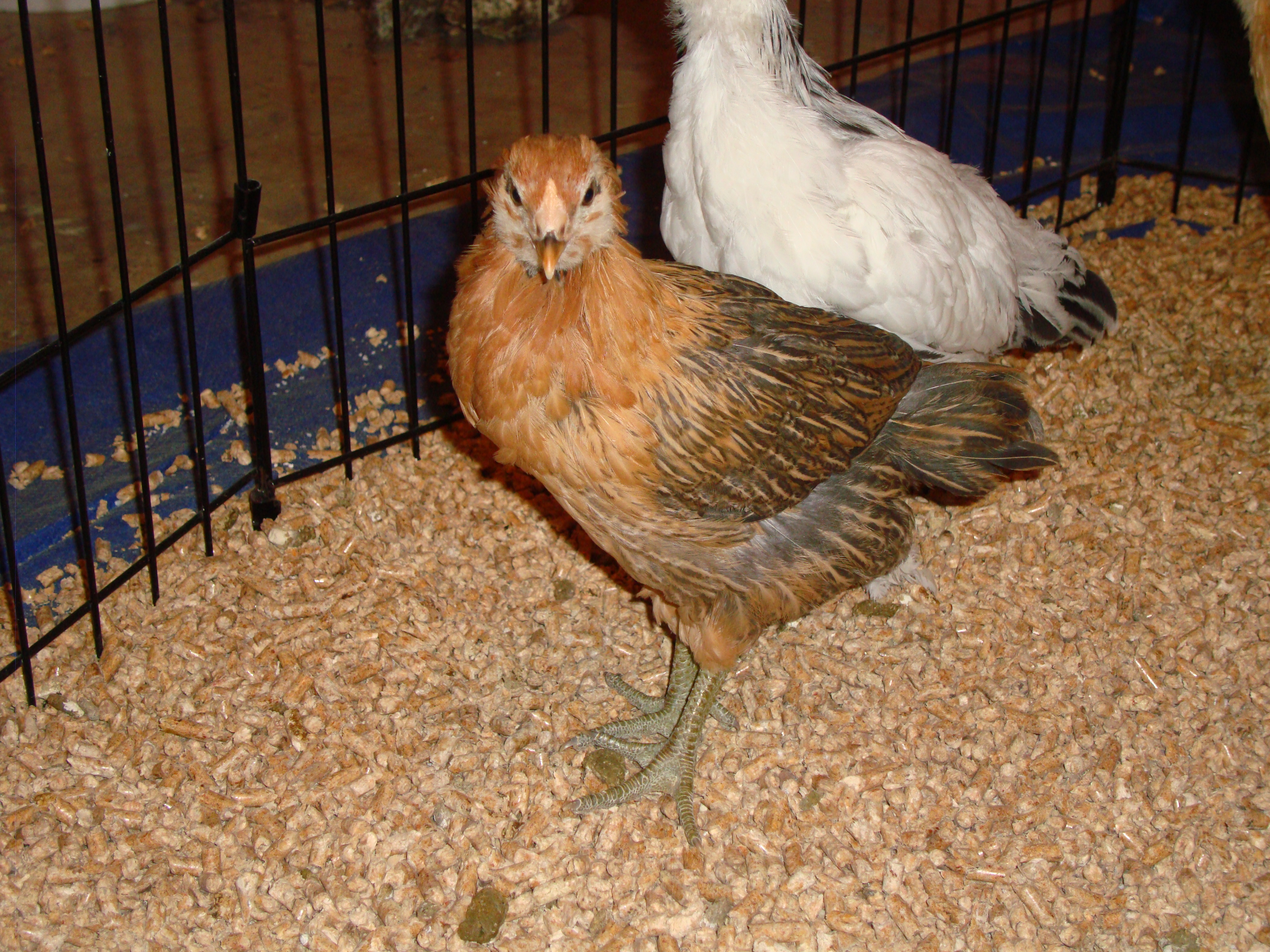 Our Easter Egger, Chick Norris