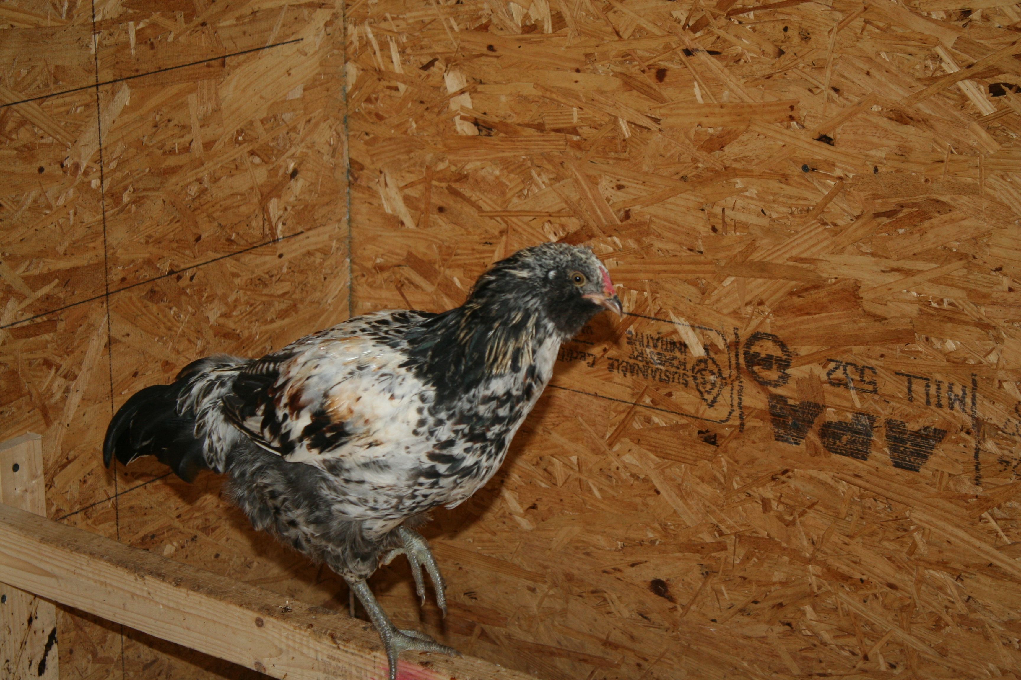 Our Easter Egger cockrel, Rarity