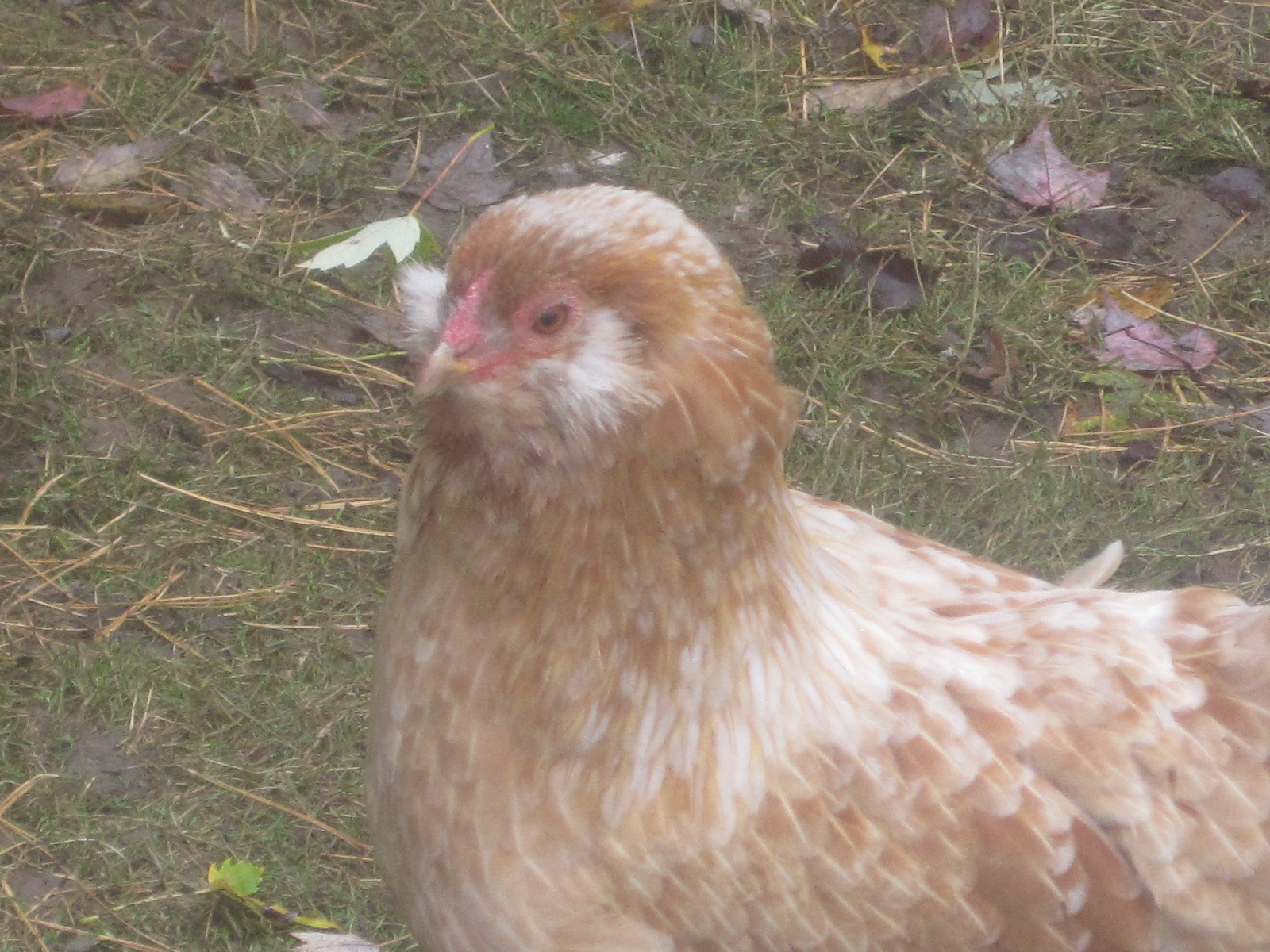 our easter egger Dolly