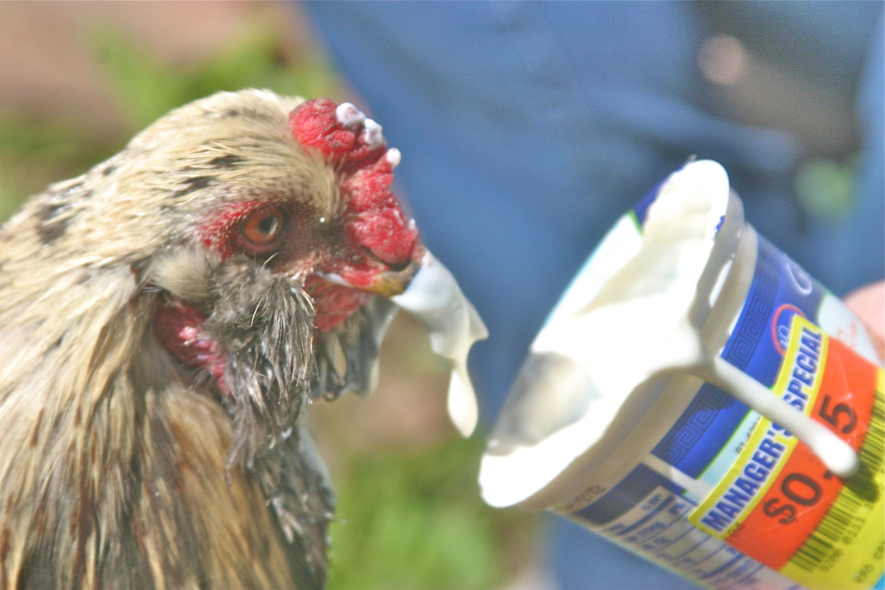 Our Easter Egger Roo, Casey loves plain Greek!