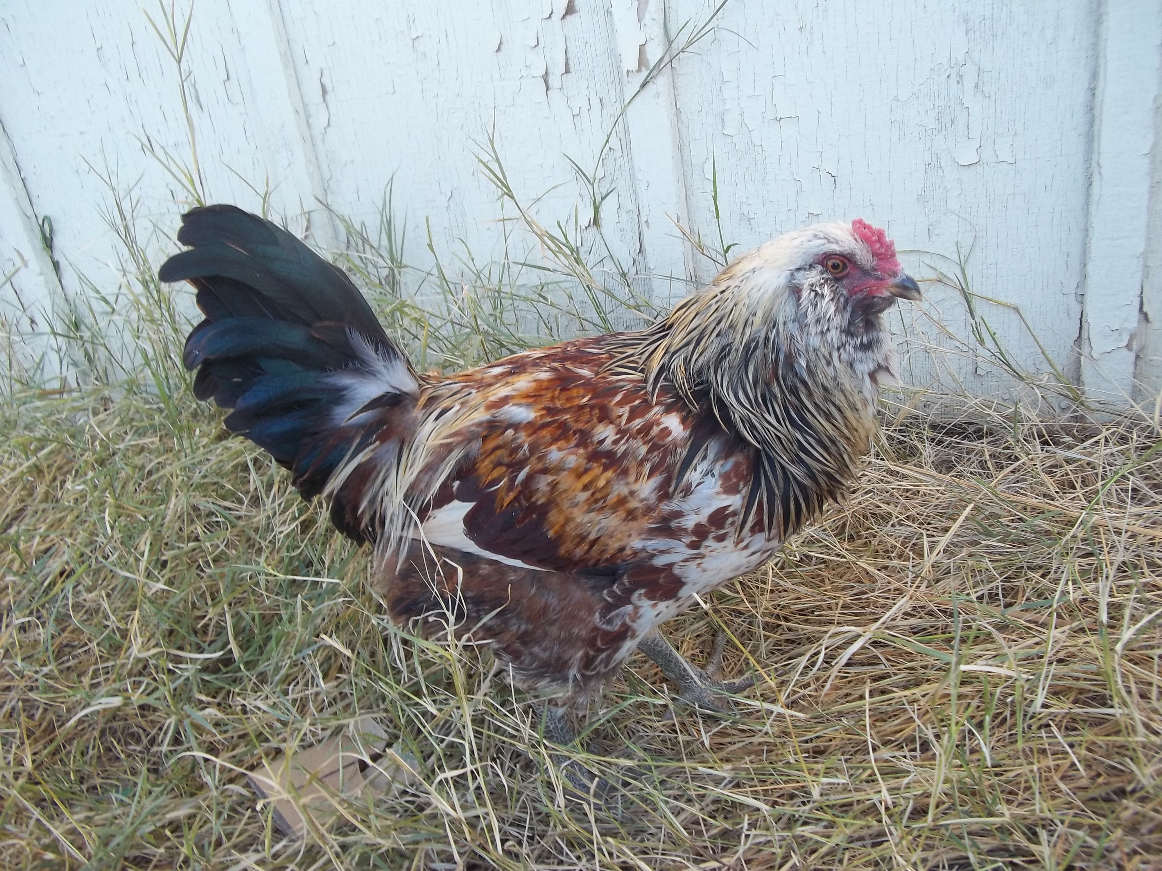 Our Easter Egger Rooster. He is going to a new home soon.