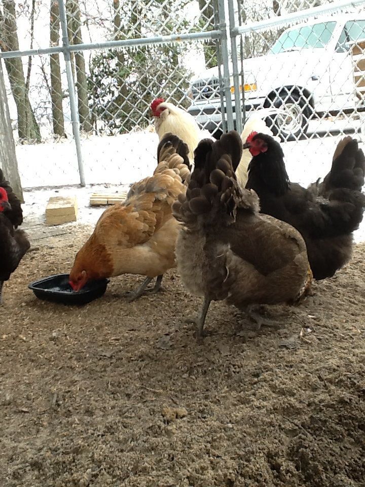 Our Easter Egger Rooster, Santa Chicken (he has a white beard and bright red comb), and his girls.  The hens are Easter Eggers and Black Australorps.