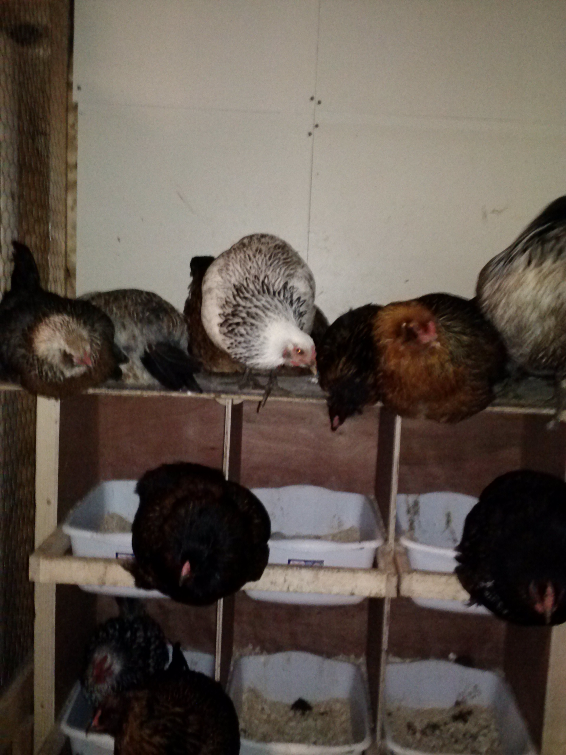our easter eggers nesting for the night, all 11 of them plus our 2 other hens