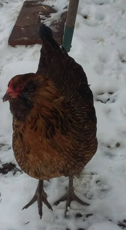 Our EE, Petunia