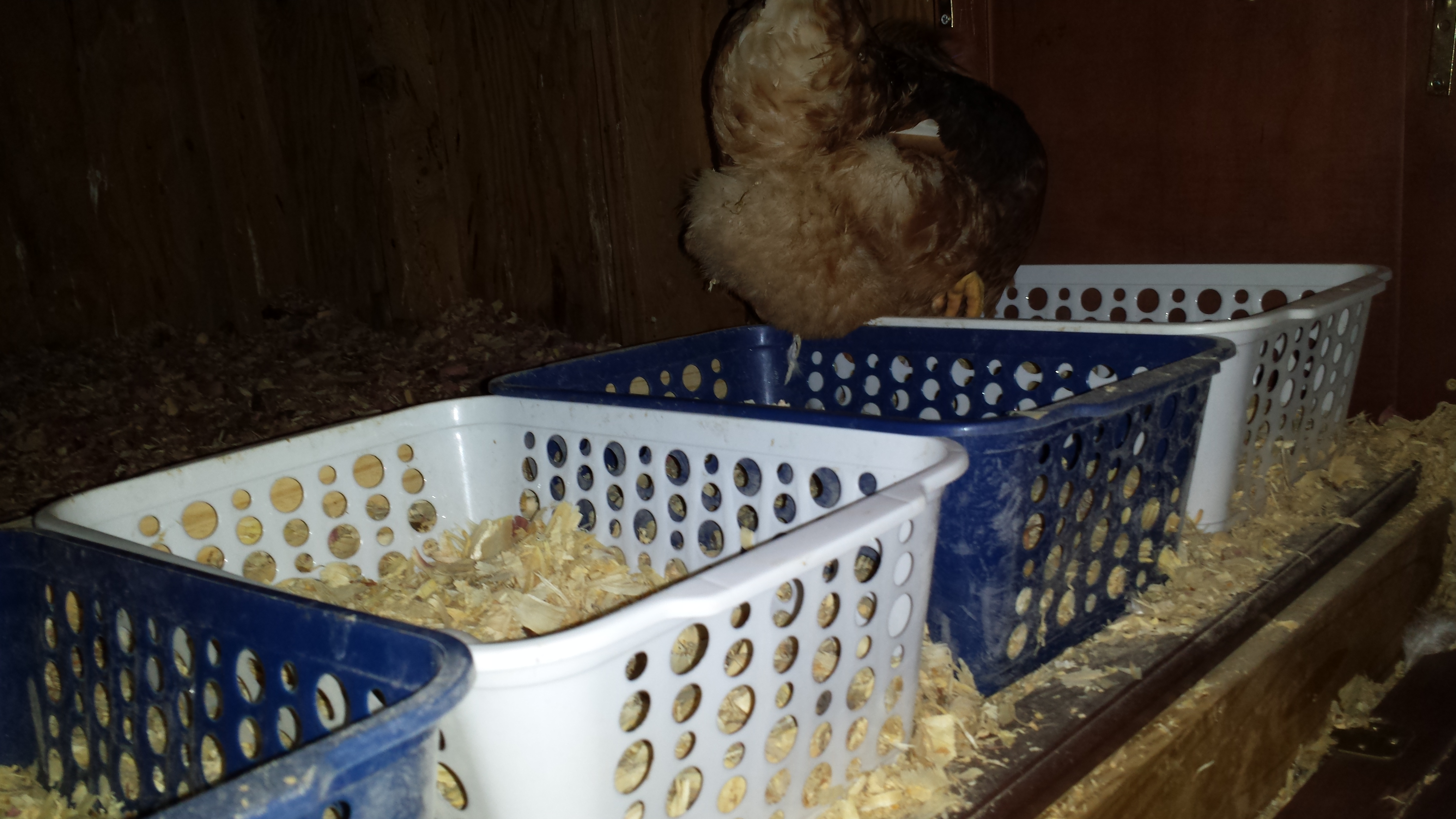 Our egg cabinet that houses 12 nesting baskets--the wooden panels were purchased for $1 each at Habitat Restore--assembled with additional supports and screws--minimal effort--adding hinges.  The front is open for access.  The baskets were from the Dollar Store.