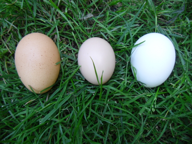 Our egg's at this time 7/13  More to come from the Silkies and the Buff Orpington's!  From L-R   RIR-Cochin-Americana's   I have to say I can't believe the size of the Cochins egg.  Maybe it's due to the fact it took Carrie 2 months w/ us before she laid.  Purchased 6/13/13 laid 7/13/13!