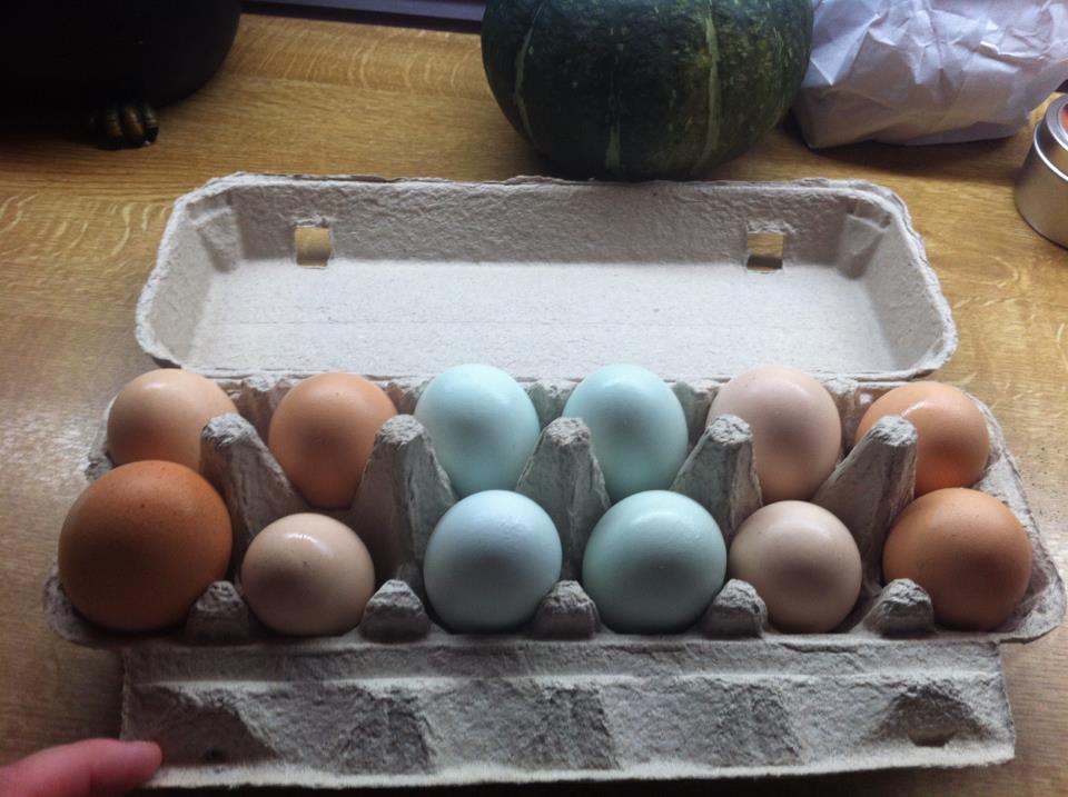 Our eggs