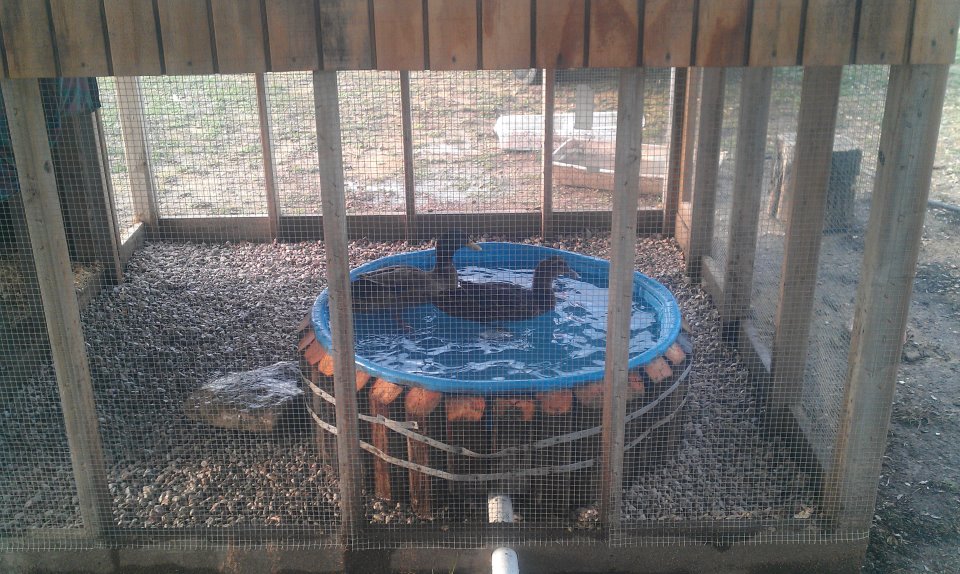 Our elevated pool with a pipe draining into the yard.  We have a shower drain in the bottom of the pool and a twist off seal at the of the pipe.  Would have loved to had a garden where the duck water empties into, but we have the coops under a big oak tree for summer shade and tilling a garden may kill the tree and the chickens I am sure would eat my harvest.   Hope to figure it some day though

We used dirt under the pool - free, 4 or five landscaping posts cut down and angled $3 each - $15, a child's pool $10, Shower drain $1, pvc pipe with fittings $5-$8