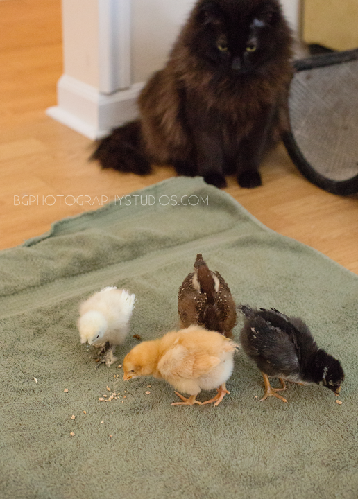 Our entire flock together (including Wilbur, the cat!). *From top going clockwise: Leven at 2 weeks, 1 day old. Lady at 1 week, 1 day. Consuela at 1 week, 1 day. Froozy at 2 weeks, 1 day. --> They are LOVING their time out of the brooder to play and explore (and poop)! It's a great time for our two cats to learn what "reservation" means. ; )