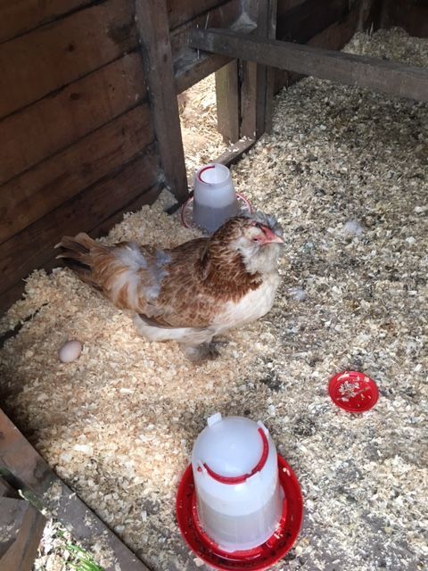 Our Faverolle just getting up from laying, she's starting a clutch to sit on, but now is fully broody