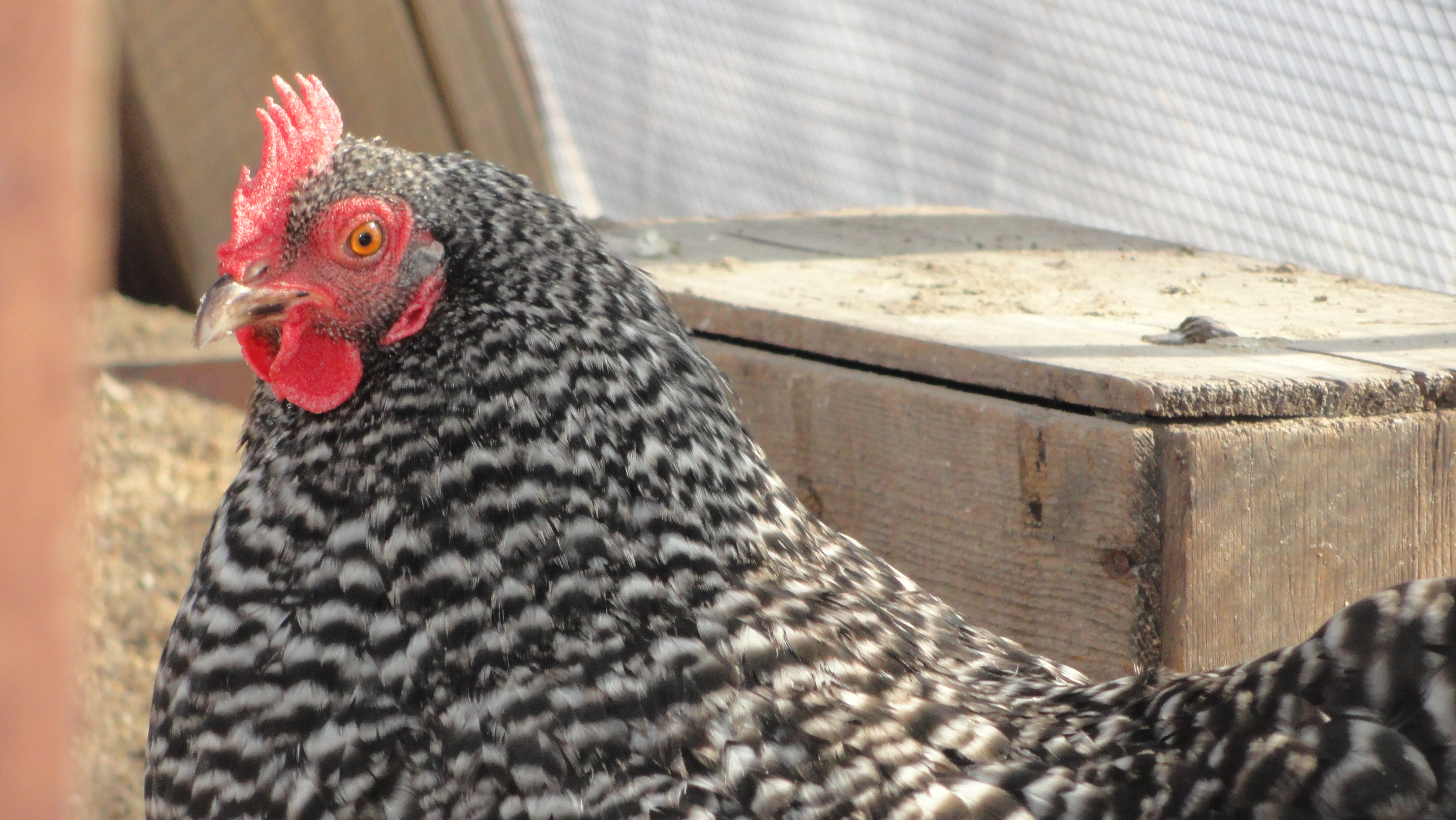 our Favorite chicken, Our Barred Rock, Myrtle May