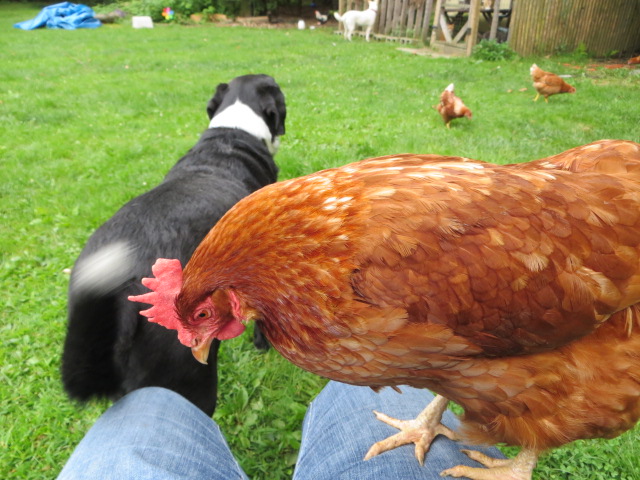 Our favorite hen Penny sitting on my lap.