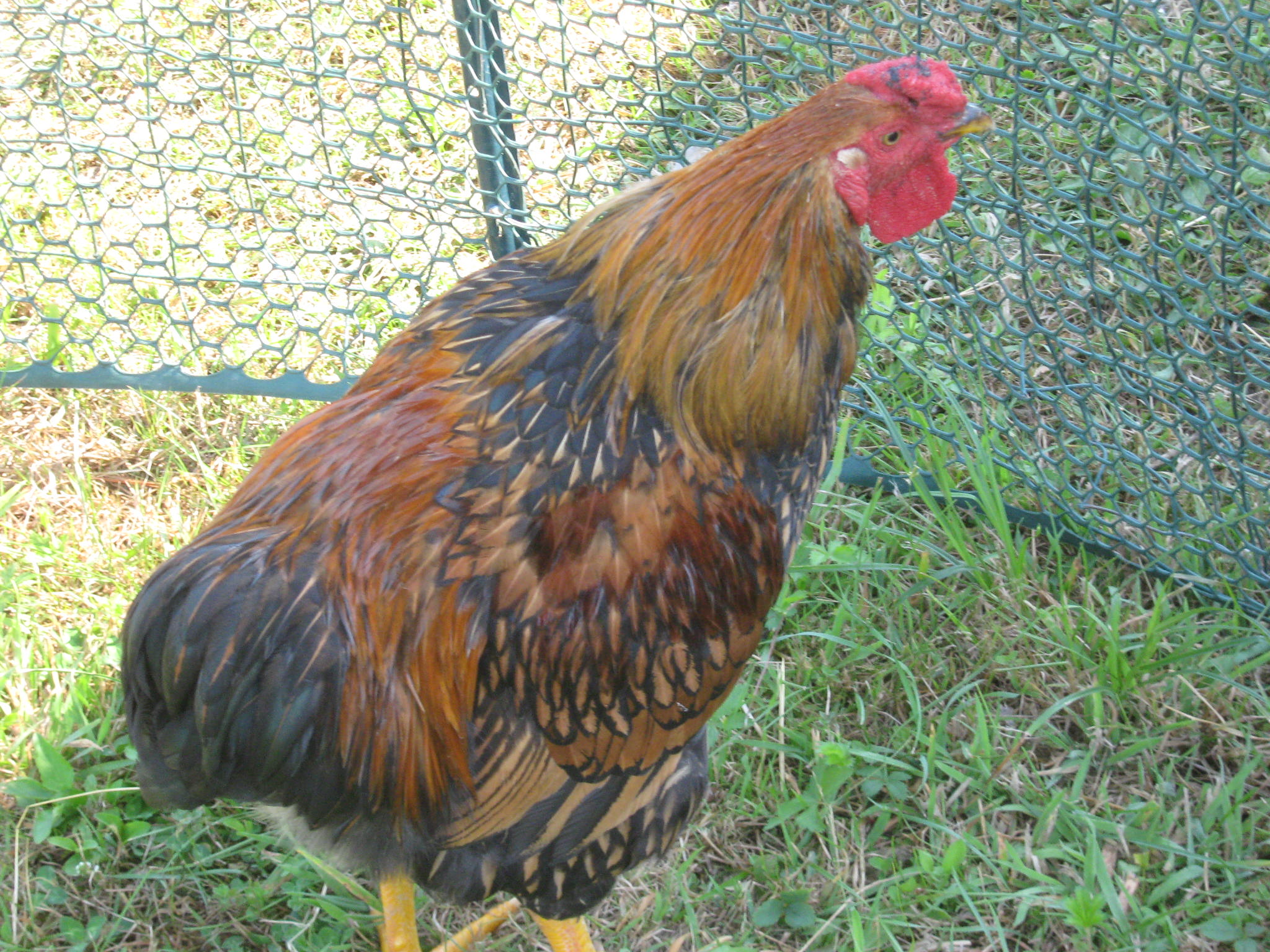 our favorite rooster Jager, because he has moves like Jager, he does little dances!
