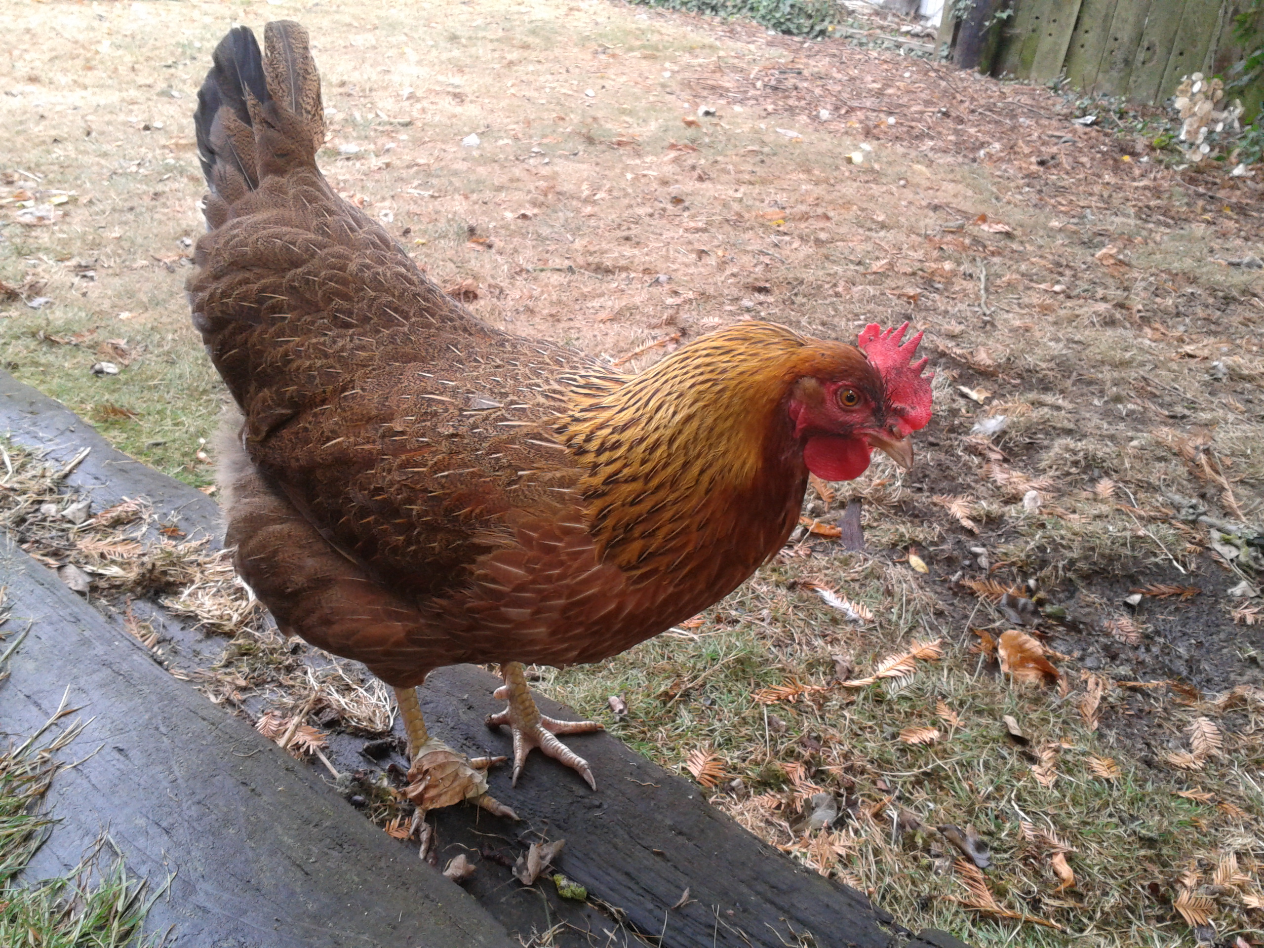 Our fearless flock leader! Sometimes she acts like a rooster. :)