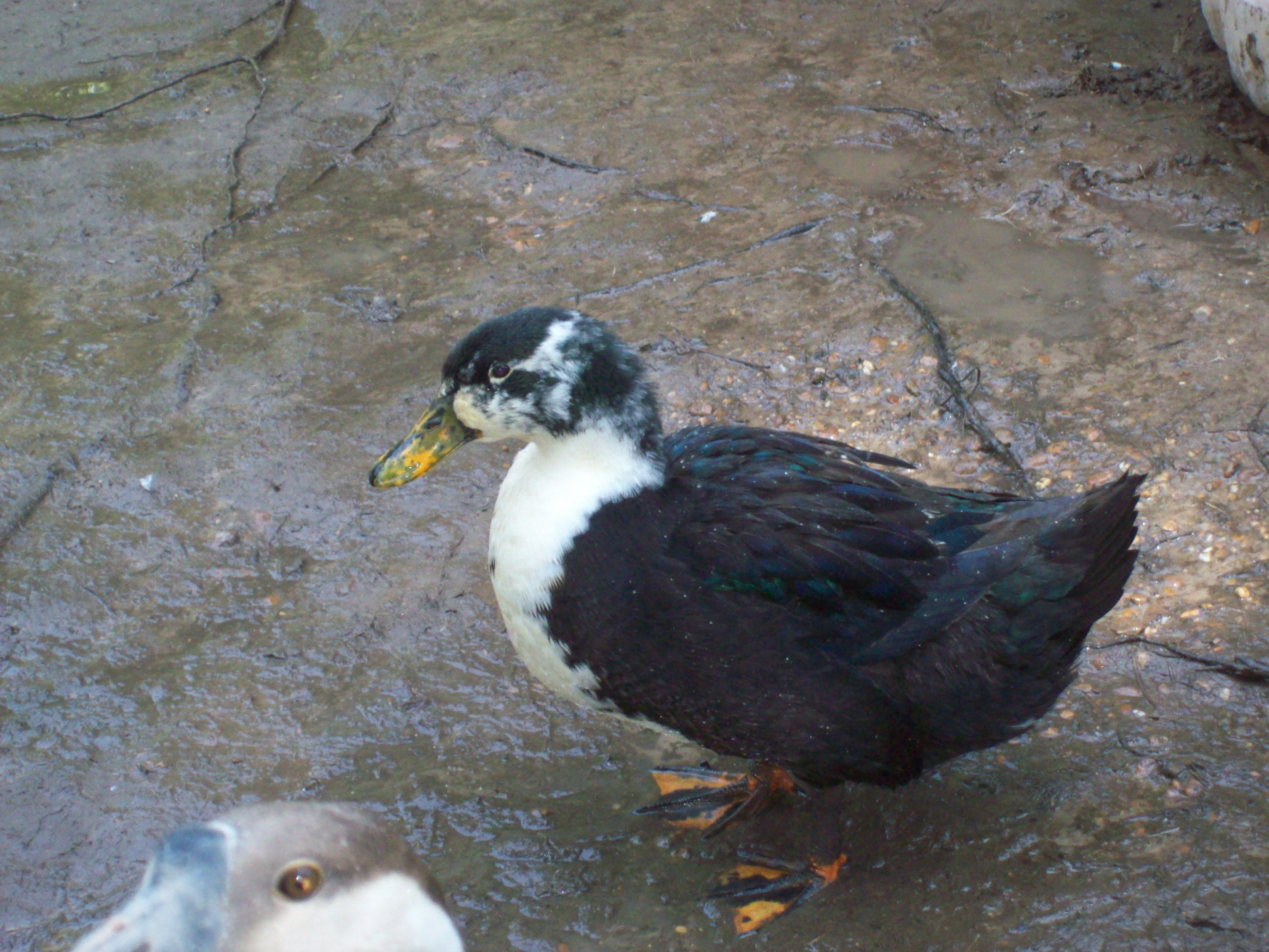 Our female duck. Not sure what she is but we call her Speckled. My girls are so happy this turned out to be female lol