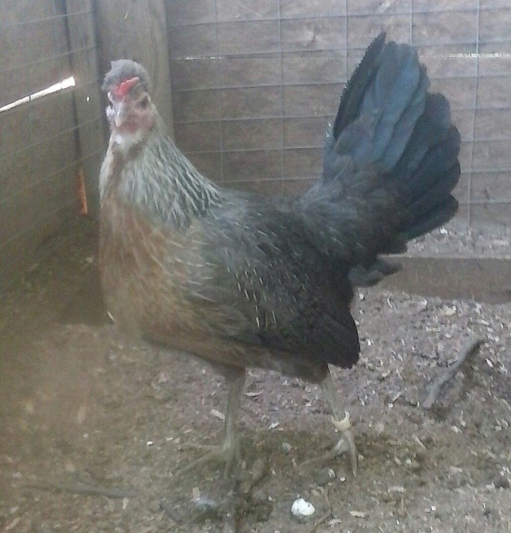 Our finest toppy hen.