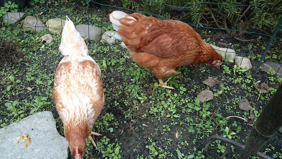 Our first 2 girls....ISA Browns...welcome to our home Dixxie and Lizzy!