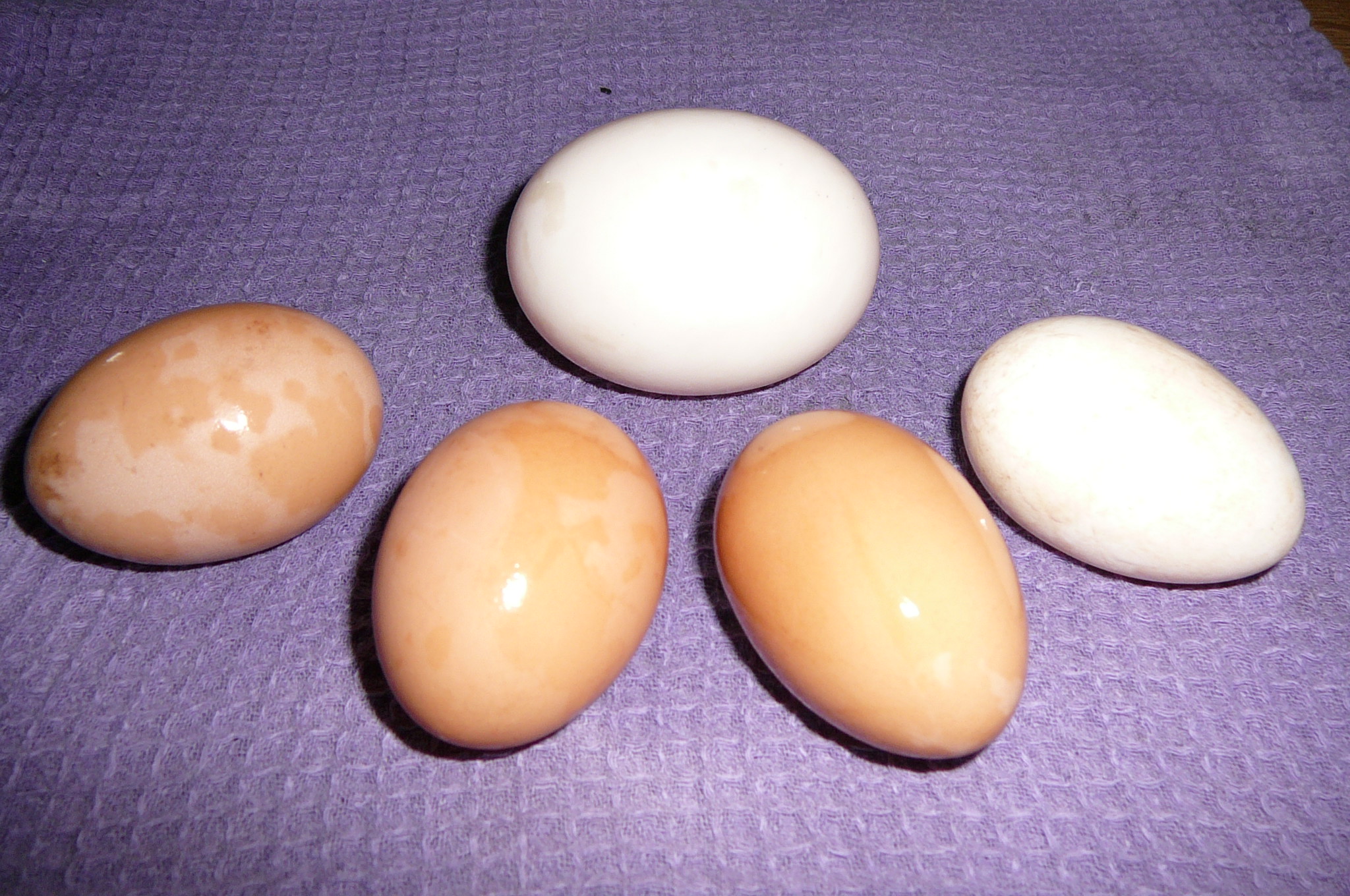 Our first 4 chicken eggs!
And one HUGE duck egg!
9/28/12
