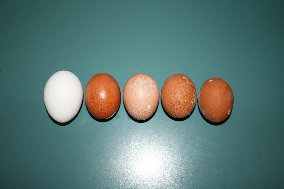Our first 4 eggs.