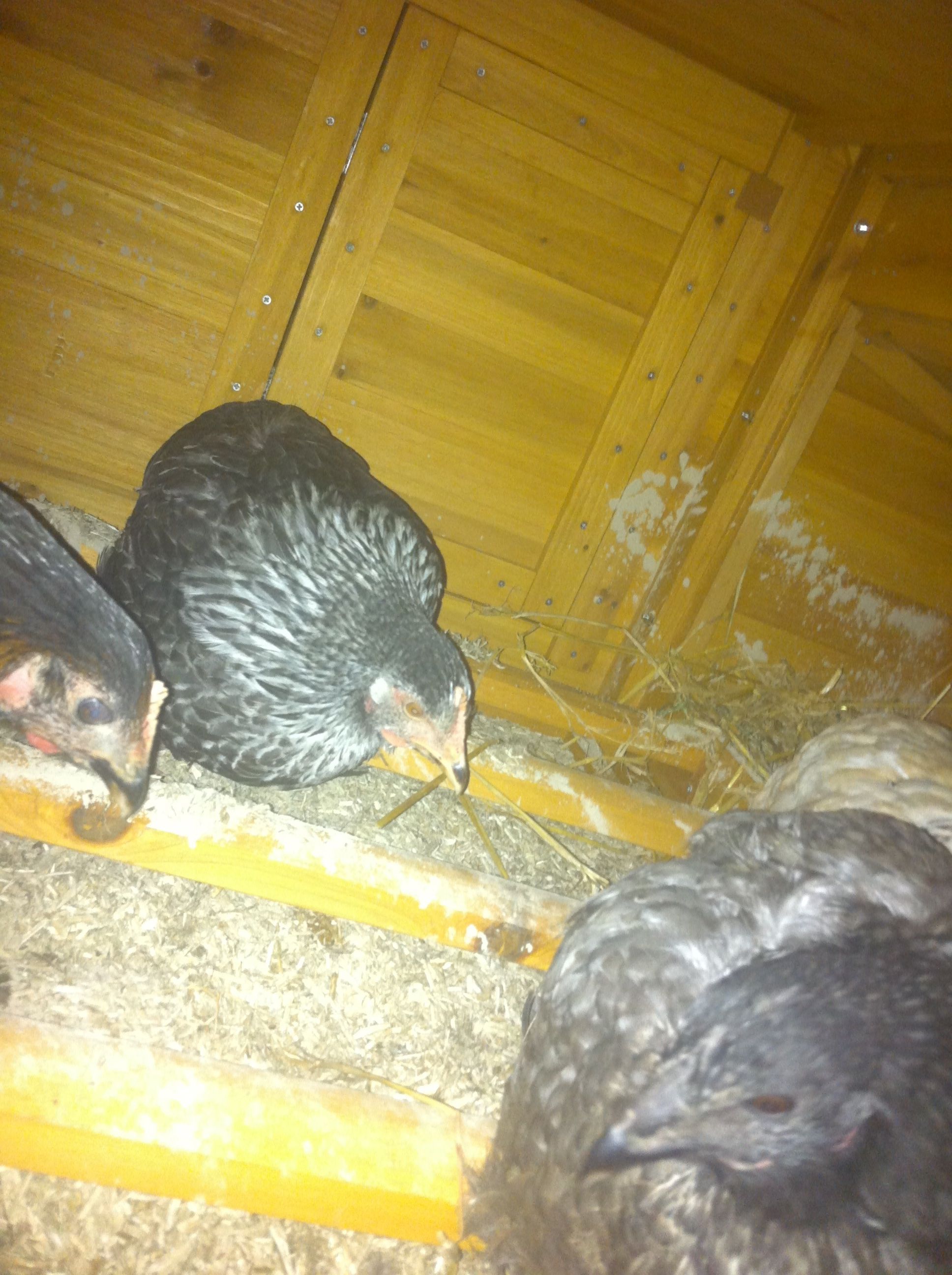 Our first 6 pellets at 16 weeks