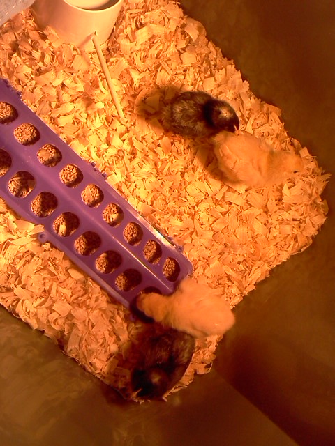 Our first babies. Dahlila,Daisy,Buttercup & Bluebonnet.  (2 buff orpinhtons, 2 barred rocks)soooooo happy !!!!!:-)