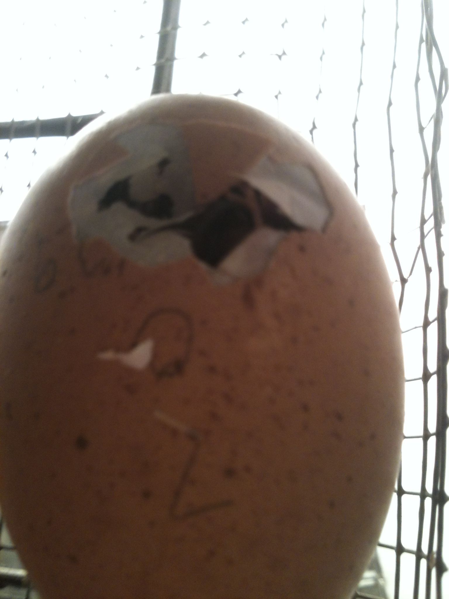 Our first baby getting ready to come into the world