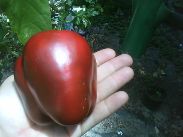 Our first bell pepper